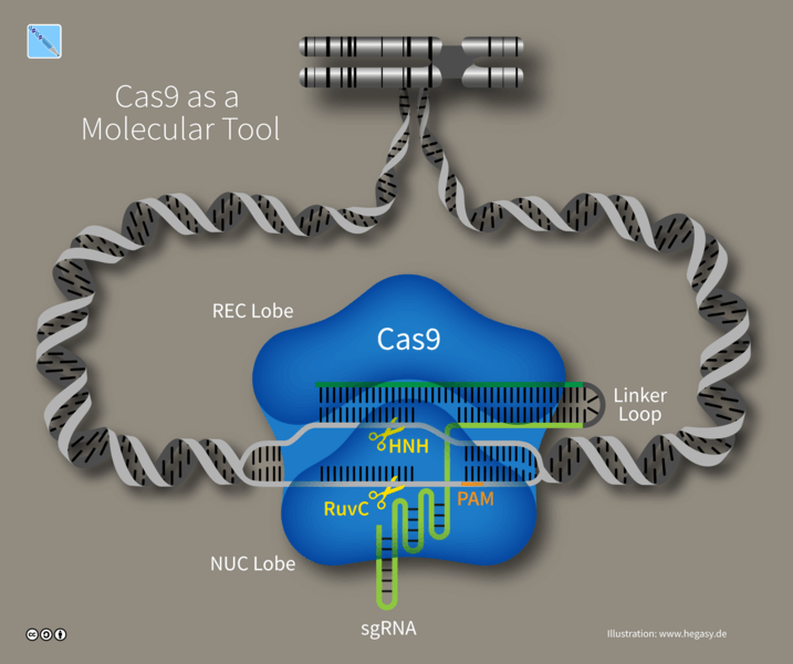 CAS9 Proteini